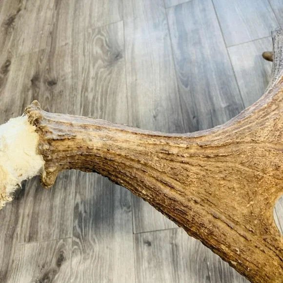 Naturally Shed Wild Moose Antler (Horn, Knife, Carving, Chew, Taxidermy) Full - Picture 14 of 16